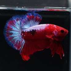 画像2: HMPK　ヘルボーイ (2)