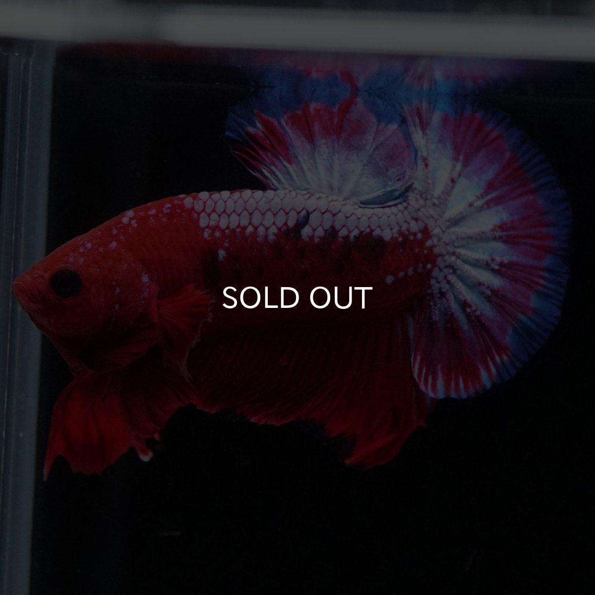 画像3: HMPK　ヘルボーイ (3)