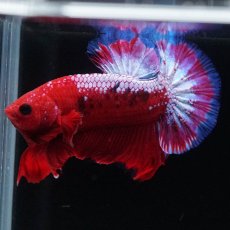 画像3: HMPK　ヘルボーイ (3)