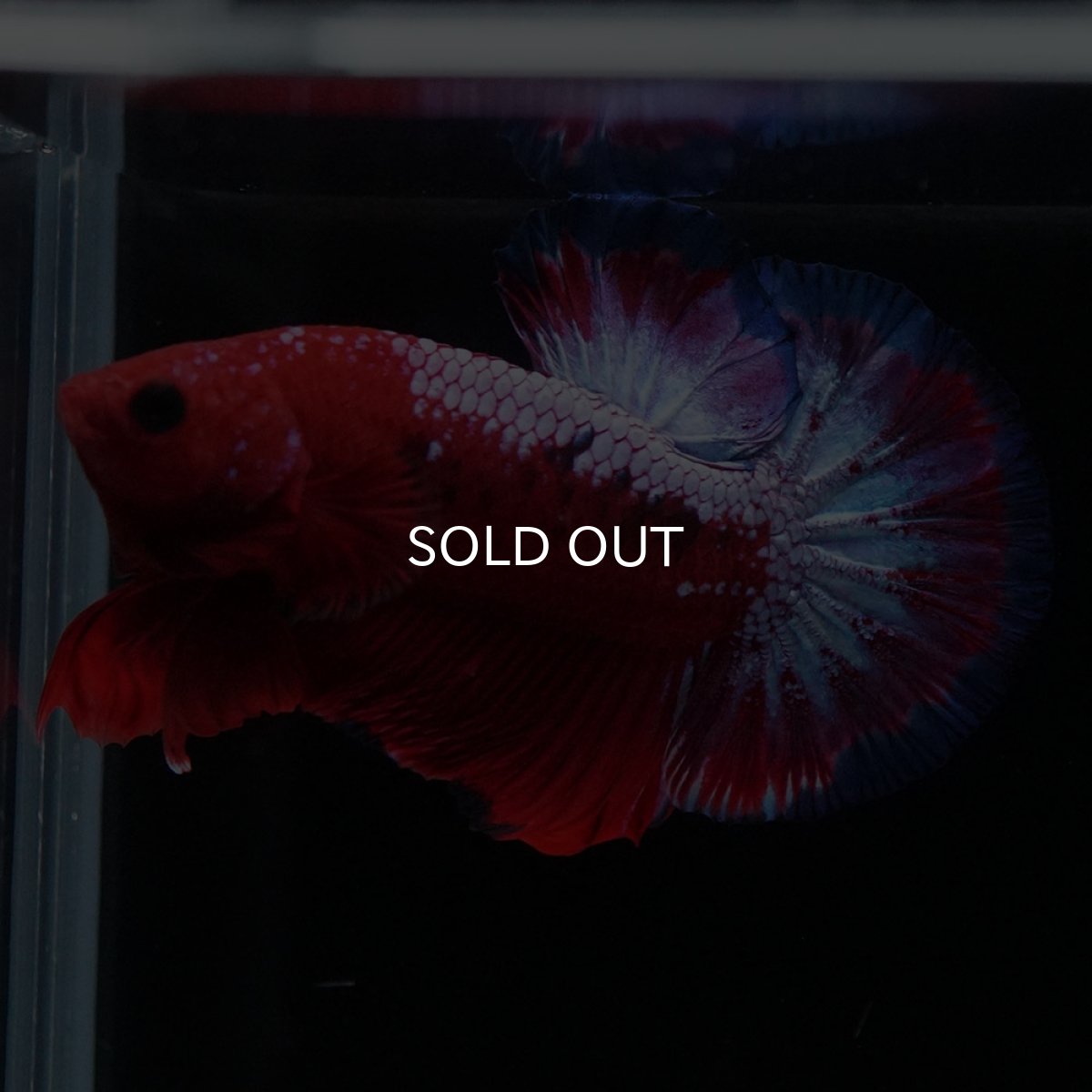 画像6: HMPK　ヘルボーイ (6)