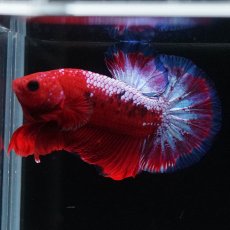 画像6: HMPK　ヘルボーイ (6)