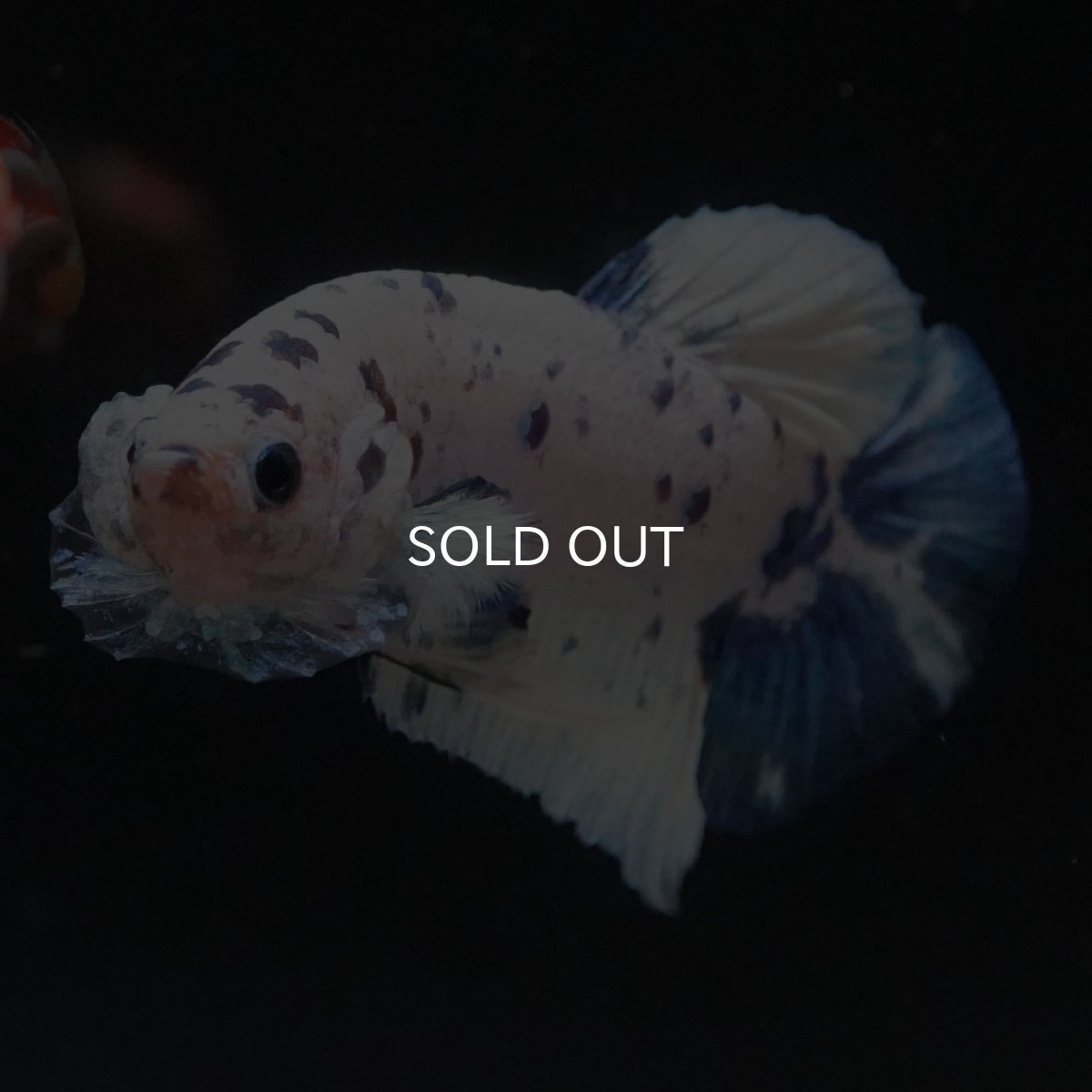 画像3: HMPK　ホワイトブルーマーブル (3)