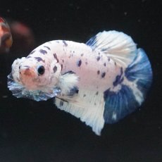 画像3: HMPK　ホワイトブルーマーブル (3)