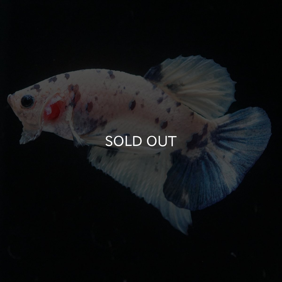 画像5: HMPK　ホワイトブルーマーブル (5)