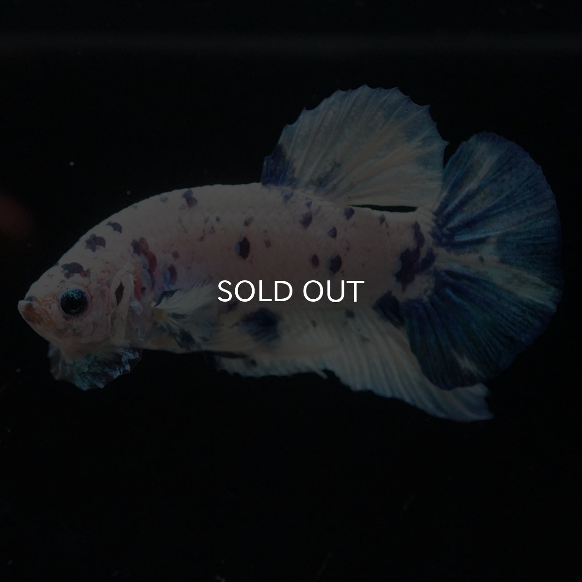 画像4: HMPK　ホワイトブルーマーブル (4)