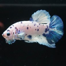 画像4: HMPK　ホワイトブルーマーブル (4)