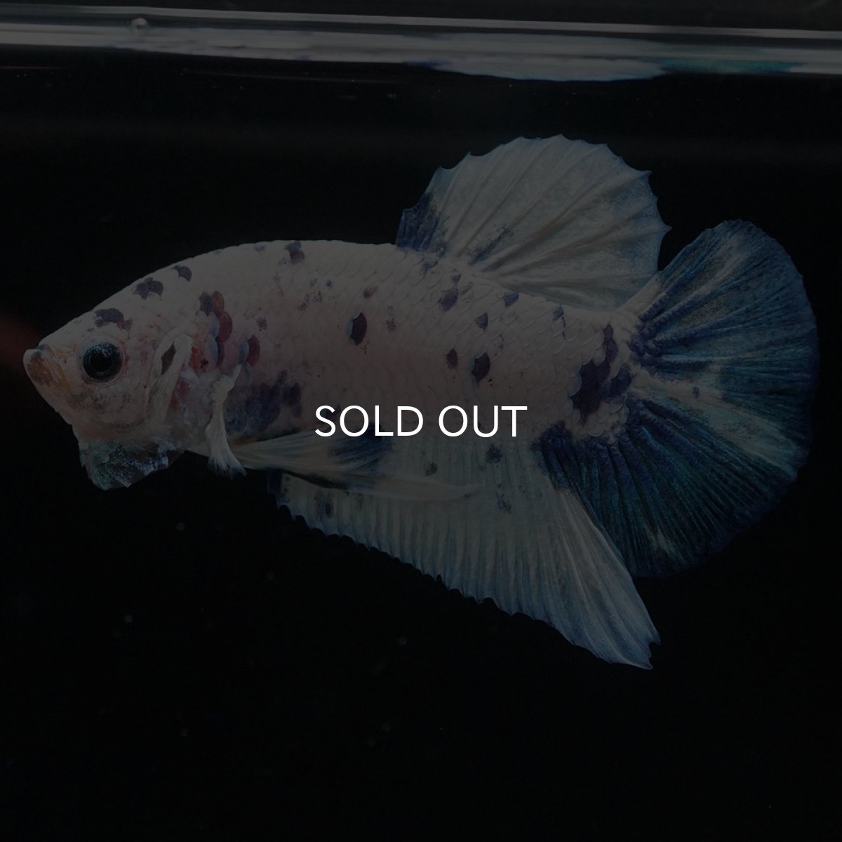 画像2: HMPK　ホワイトブルーマーブル (2)