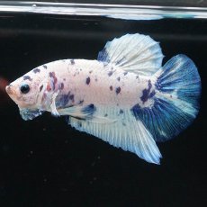 画像2: HMPK　ホワイトブルーマーブル (2)