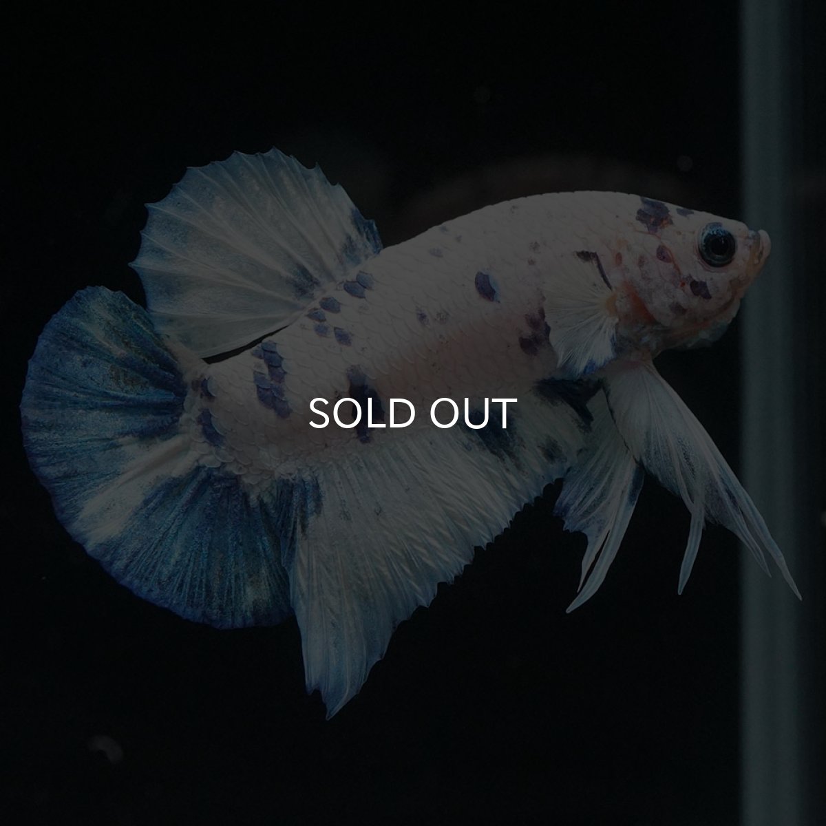 画像1: HMPK　ホワイトブルーマーブル (1)