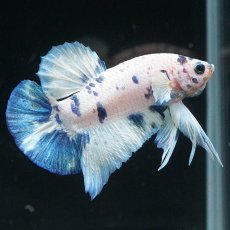 画像1: HMPK　ホワイトブルーマーブル (1)