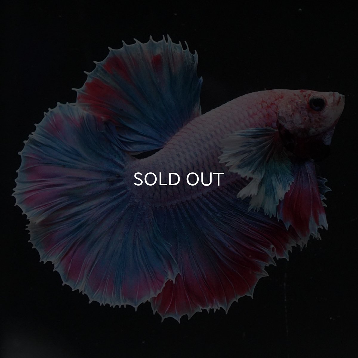 画像4: HMダンボ　ファンシー (4)