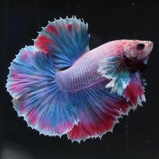 画像4: HMダンボ　ファンシー (4)