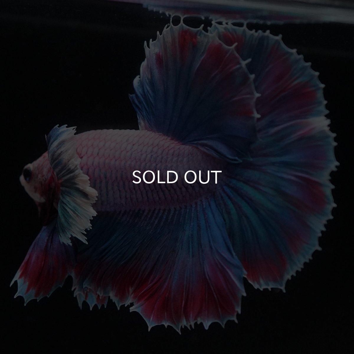 画像8: HMダンボ　ファンシー (8)