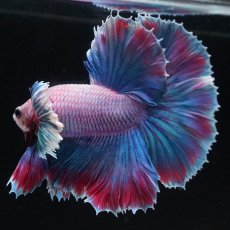 画像8: HMダンボ　ファンシー (8)