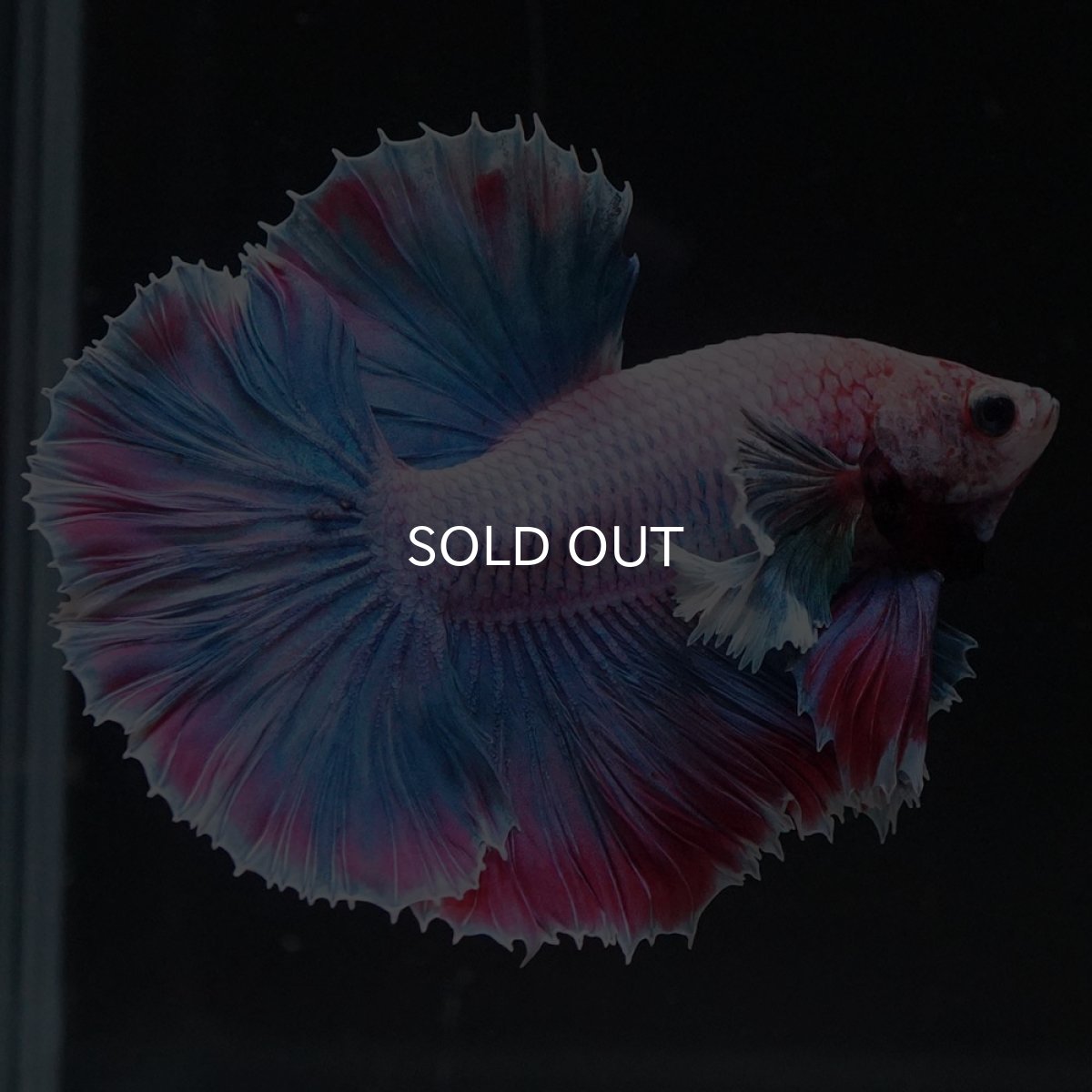 画像7: HMダンボ　ファンシー (7)