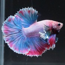 画像7: HMダンボ　ファンシー (7)