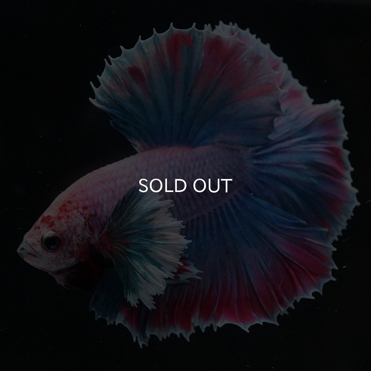 画像6: HMダンボ　ファンシー (6)