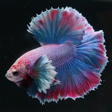 画像6: HMダンボ　ファンシー (6)