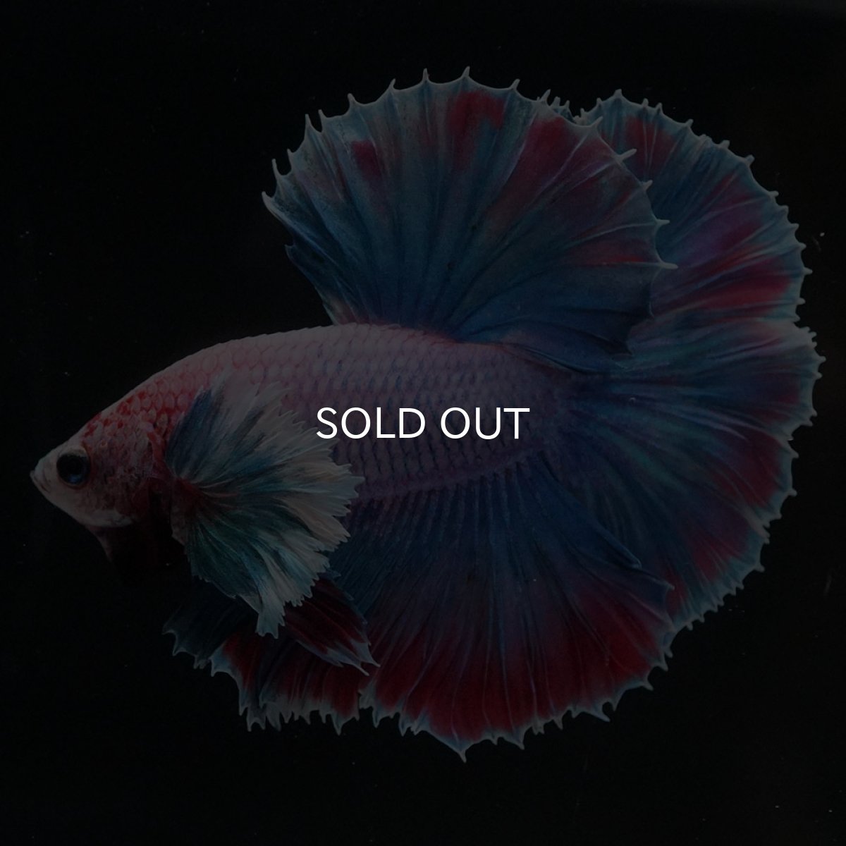 画像2: HMダンボ　ファンシー (2)