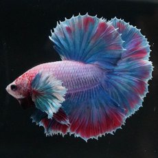 画像2: HMダンボ　ファンシー (2)