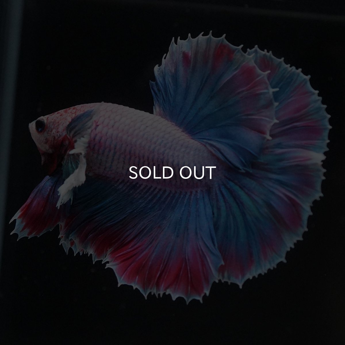 画像5: HMダンボ　ファンシー (5)