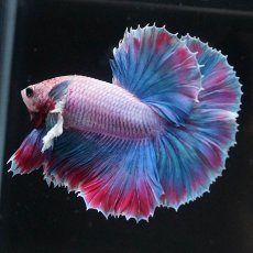 画像5: HMダンボ　ファンシー (5)