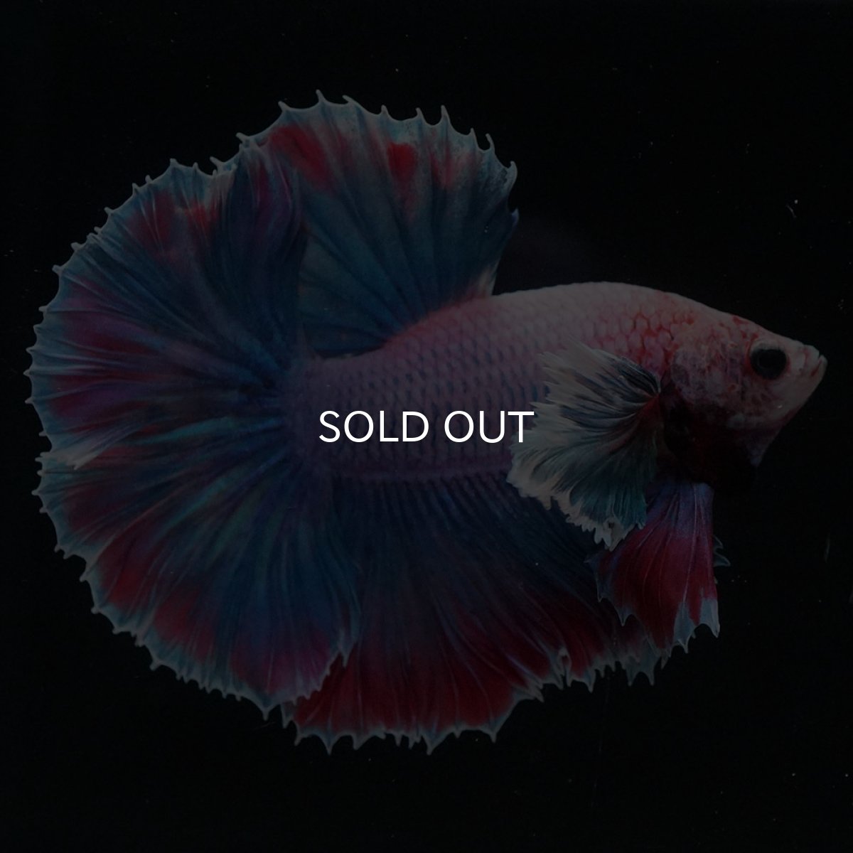 画像1: HMダンボ　ファンシー (1)