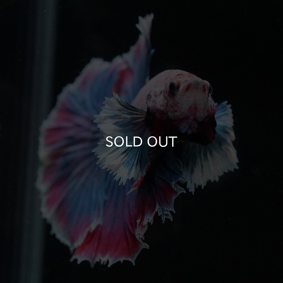 画像3: HMダンボ　ファンシー (3)