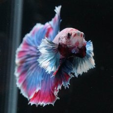 画像3: HMダンボ　ファンシー (3)