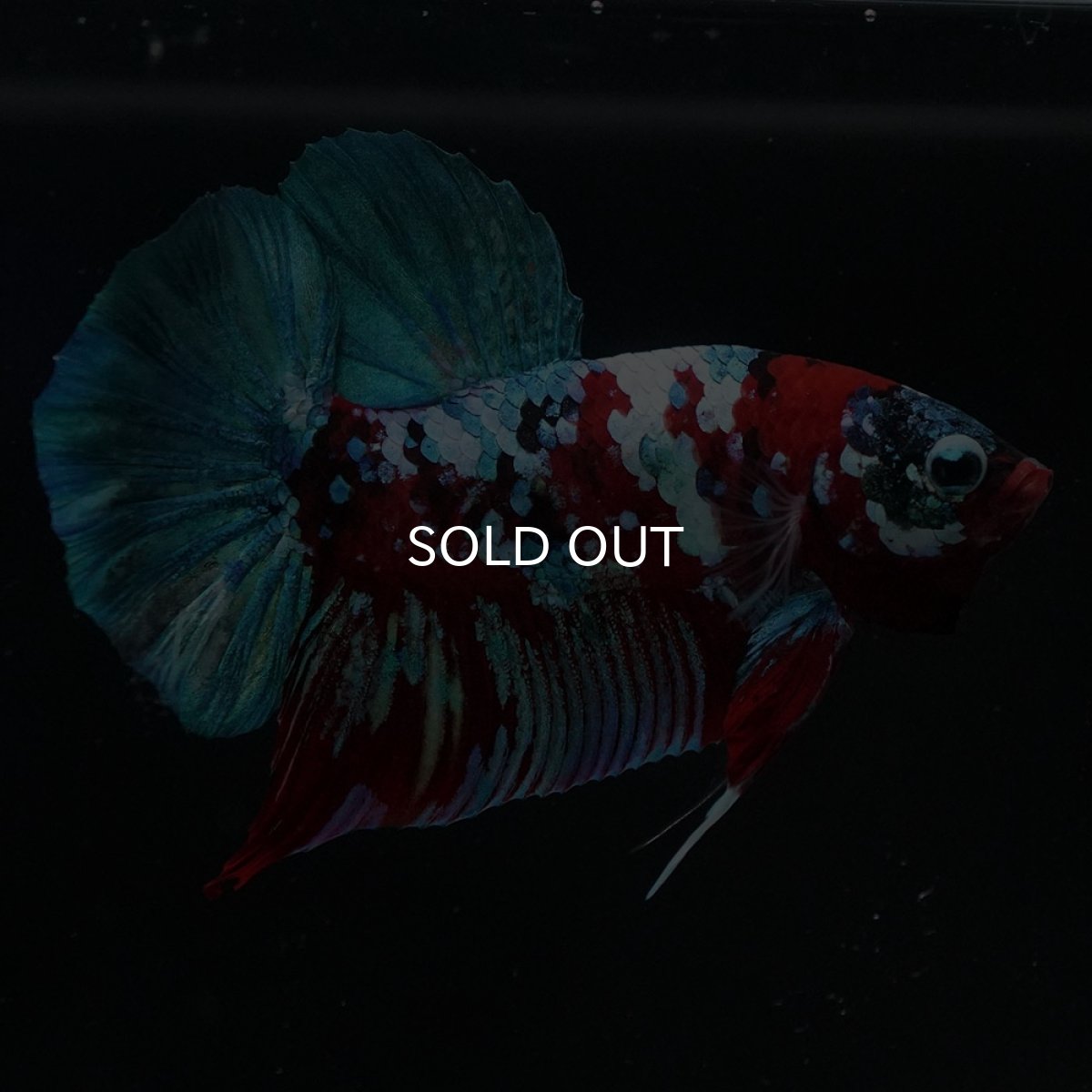 画像3: HMPK　鯉ギャラクシー (3)