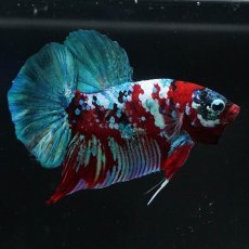 画像3: HMPK　鯉ギャラクシー (3)