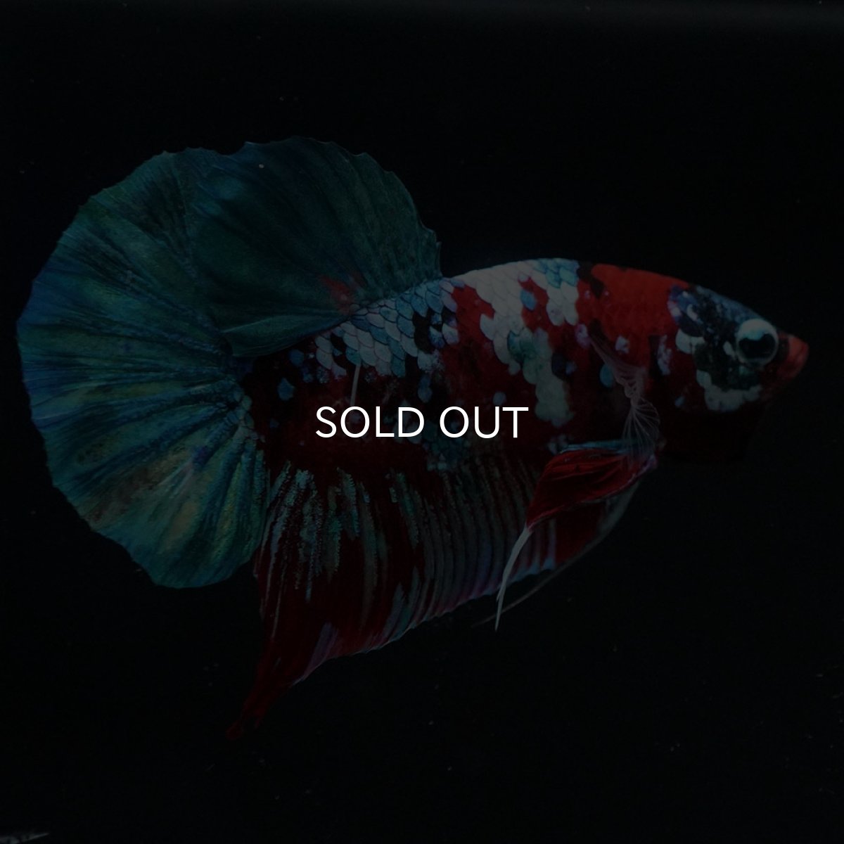 画像5: HMPK　鯉ギャラクシー (5)