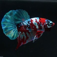 画像5: HMPK　鯉ギャラクシー (5)