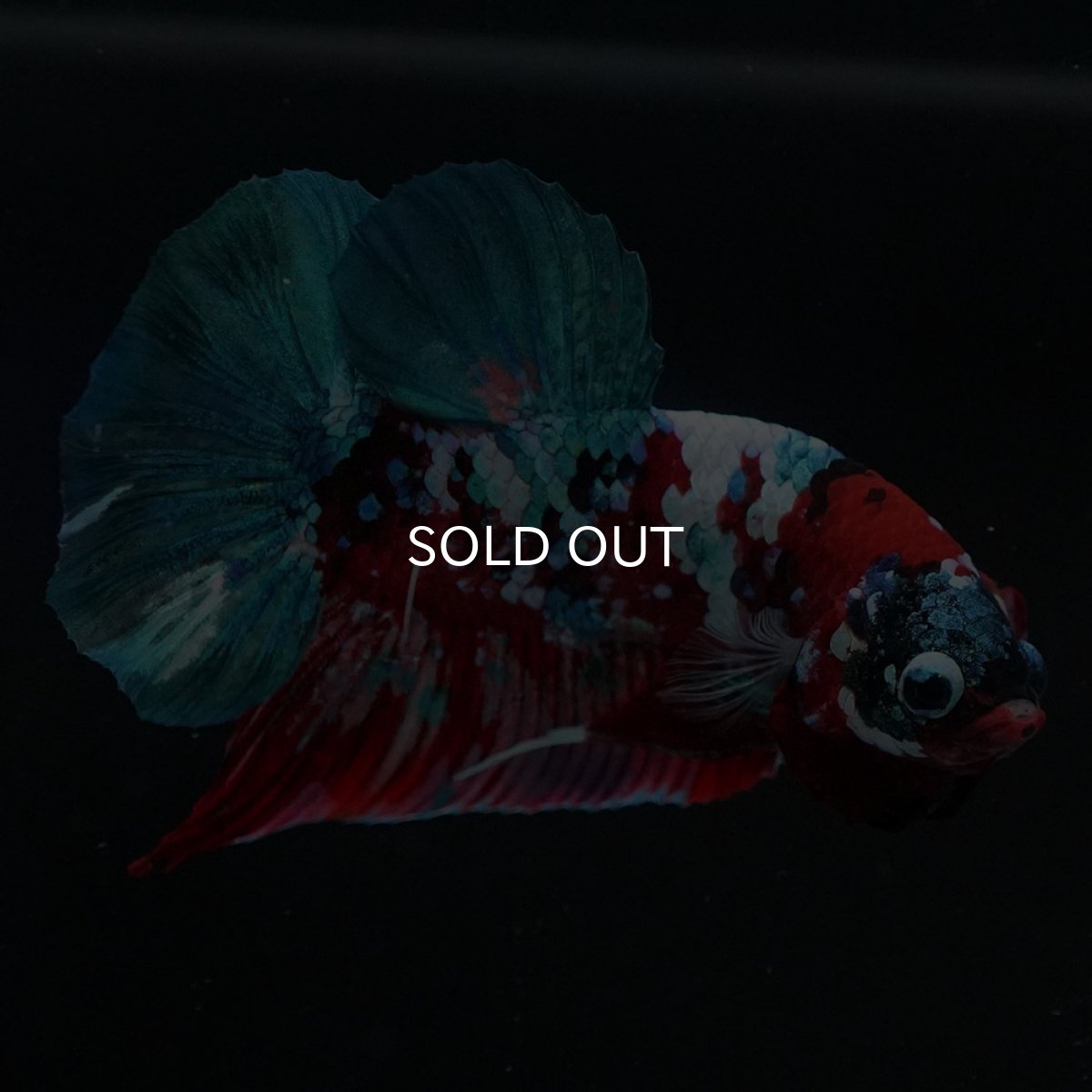 画像7: HMPK　鯉ギャラクシー (7)