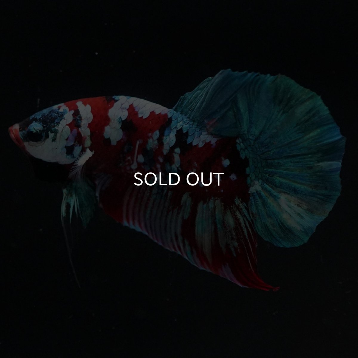 画像4: HMPK　鯉ギャラクシー (4)