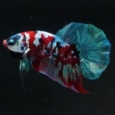 画像4: HMPK　鯉ギャラクシー (4)