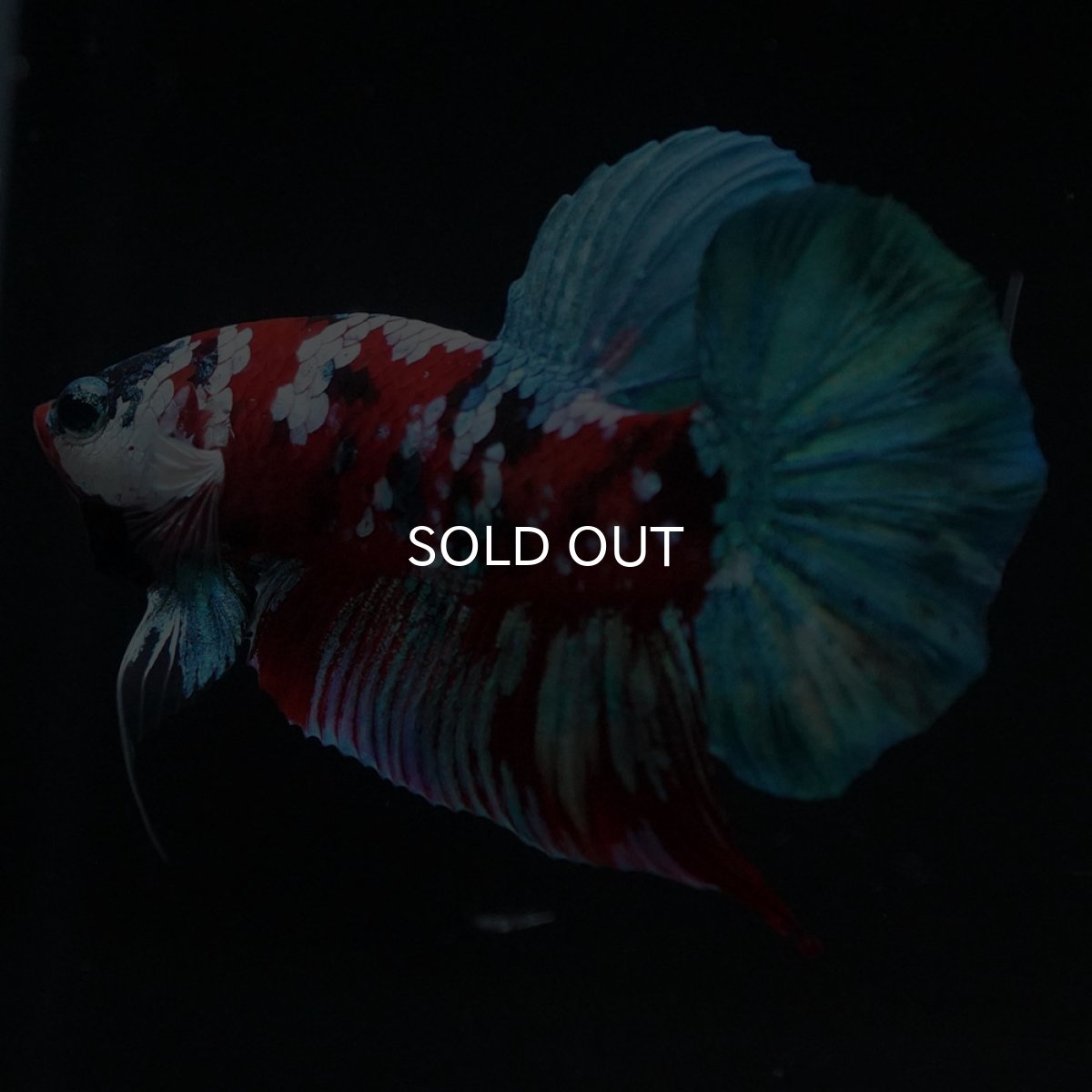 画像6: HMPK　鯉ギャラクシー (6)