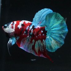 画像6: HMPK　鯉ギャラクシー (6)