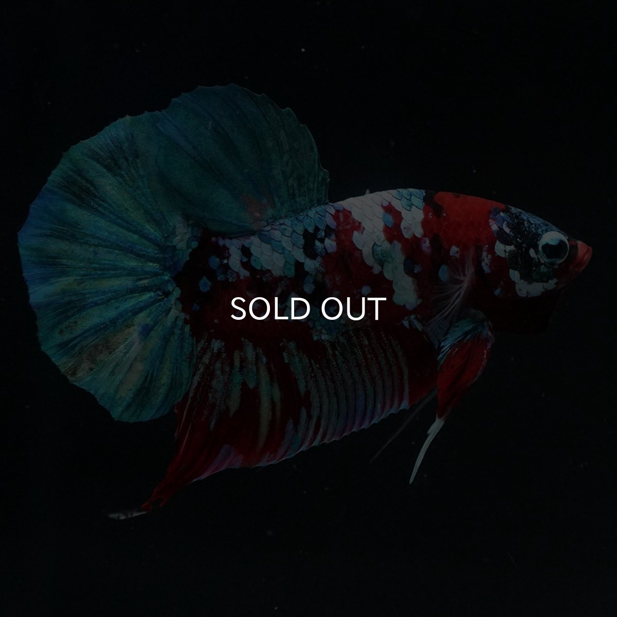 画像1: HMPK　鯉ギャラクシー (1)