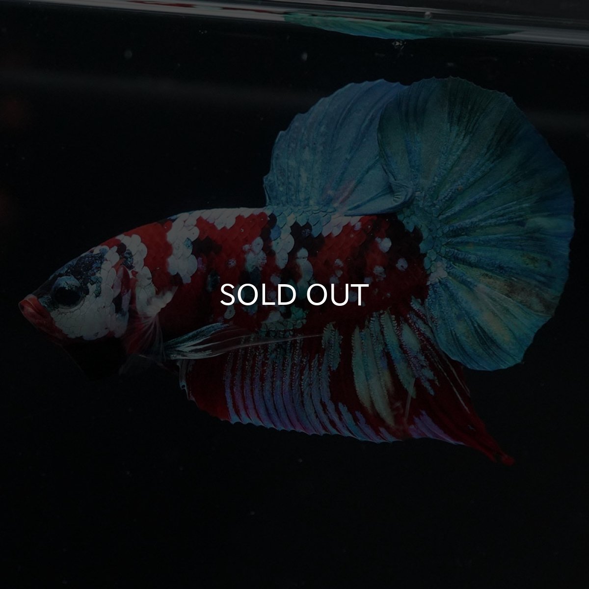 画像2: HMPK　鯉ギャラクシー (2)