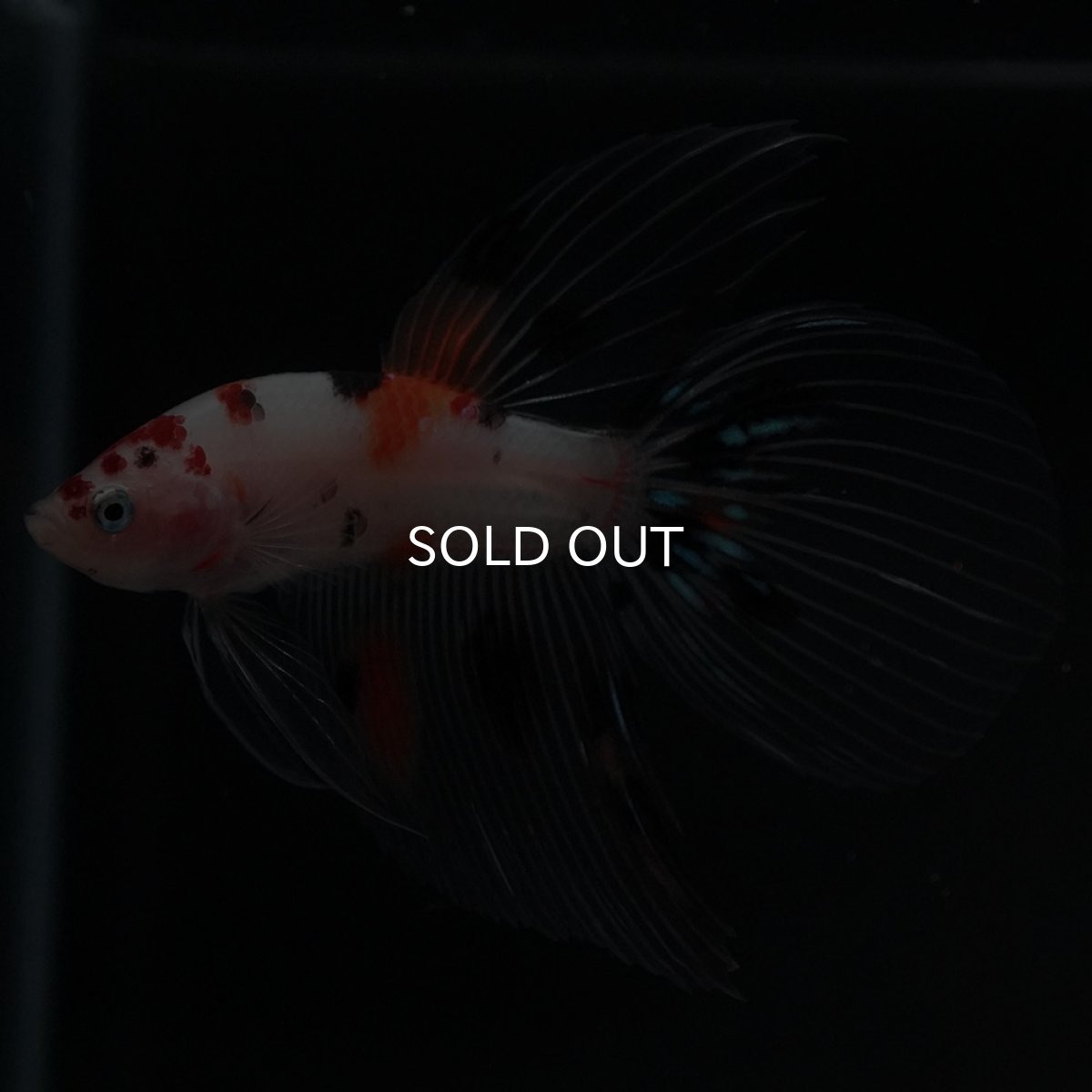 画像4: VT　キャンディ (4)