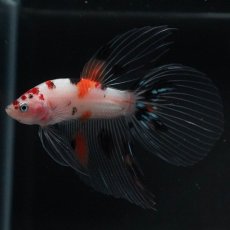 画像4: VT　キャンディ (4)