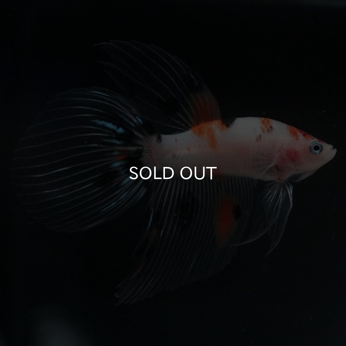 画像1: VT　キャンディ (1)