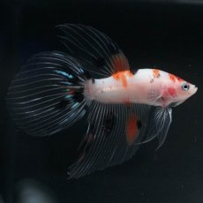 画像1: VT　キャンディ (1)