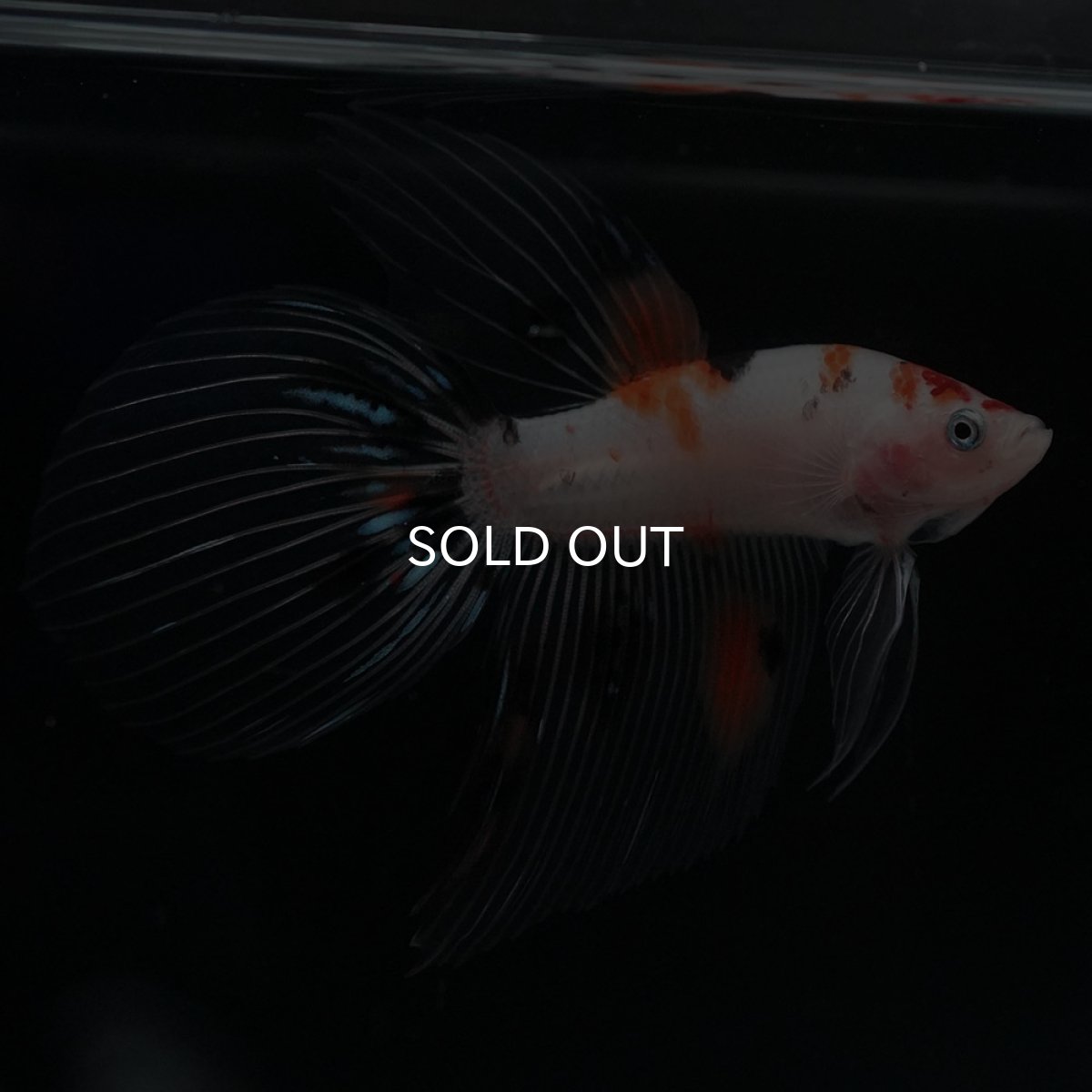 画像7: VT　キャンディ (7)