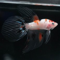 画像7: VT　キャンディ (7)