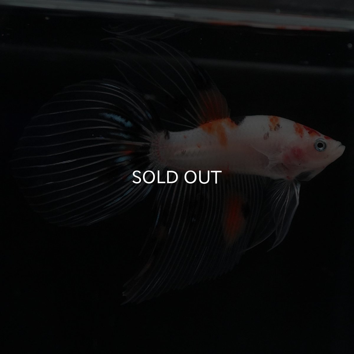 画像5: VT　キャンディ (5)