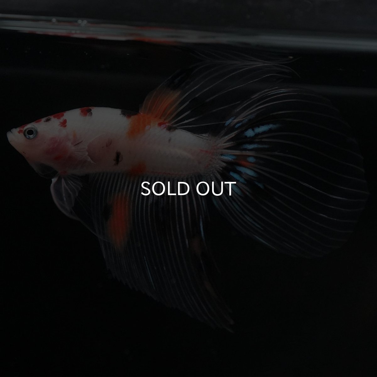 画像9: VT　キャンディ (9)