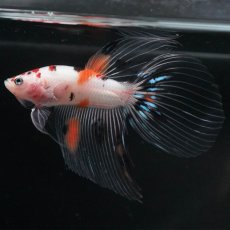 画像9: VT　キャンディ (9)