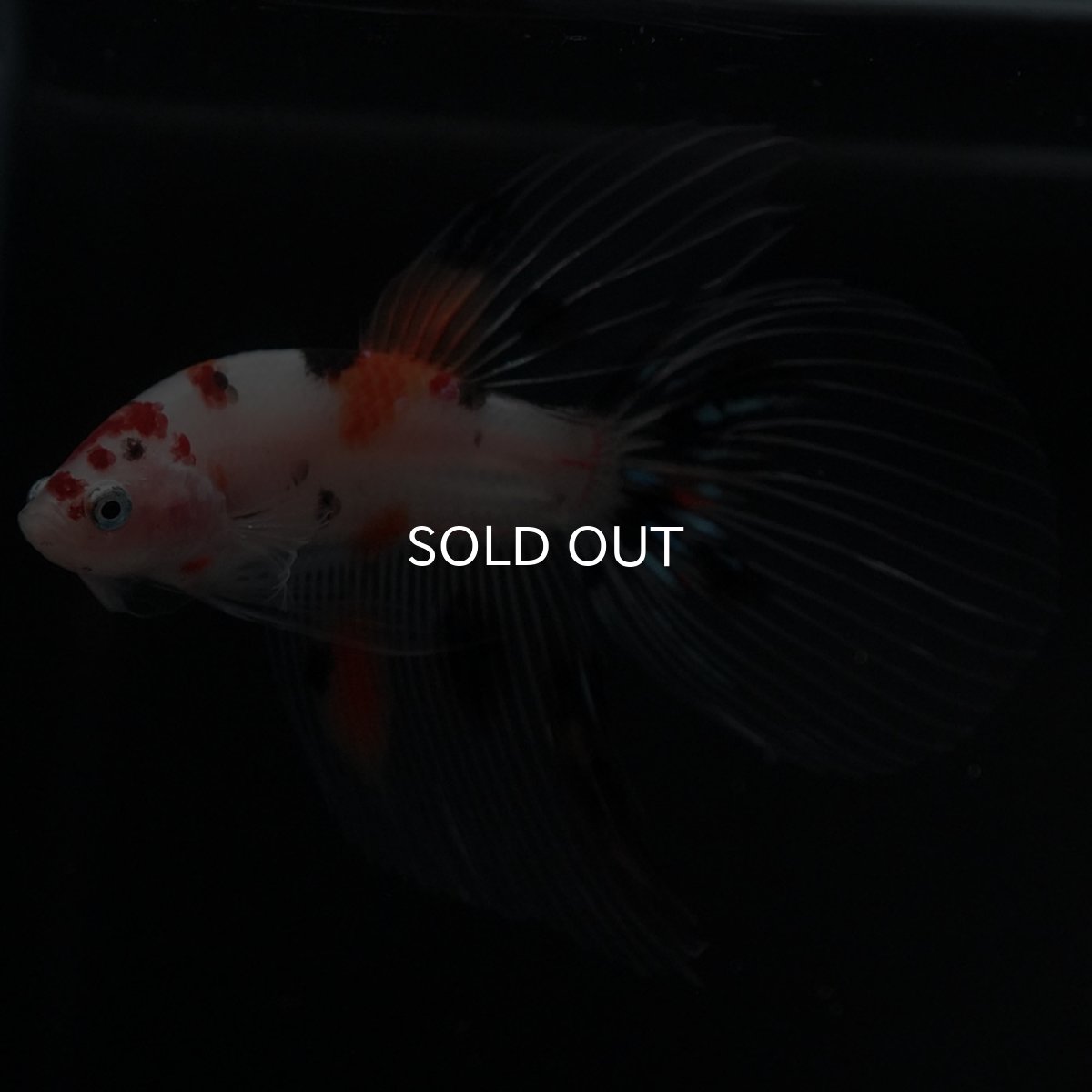 画像8: VT　キャンディ (8)